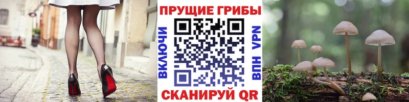 закладка мега вход Псилоцибиновые грибы GOLDEN TEACHER Сковородино